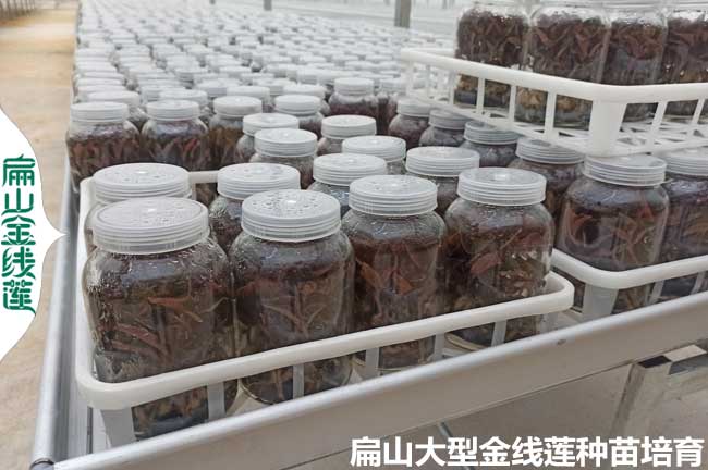 泉州金線(xiàn)蓮瓶苗批發(fā)