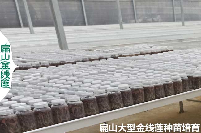 龍巖瓶裝金線(xiàn)蓮種苗