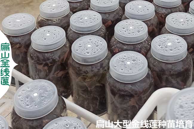 三明瓶裝金線(xiàn)蓮