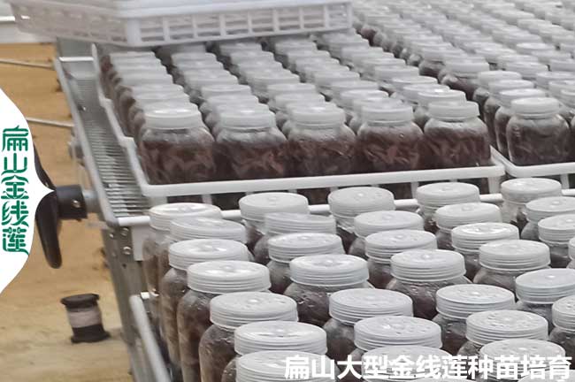 福建金線(xiàn)蓮瓶苗批發(fā)