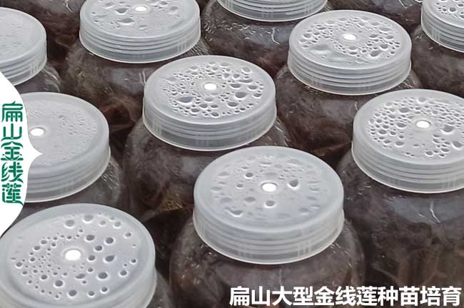 16點(diǎn)種植金線(xiàn)蓮的土壤條件澆水 品種選擇 環(huán)境密度 時(shí)間氣候