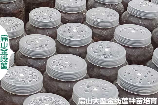 福建金線(xiàn)蓮瓶苗