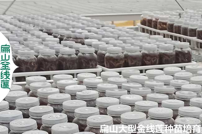 福建瓶裝金線(xiàn)蓮苗