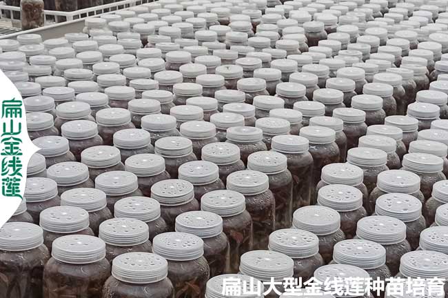 河南金線(xiàn)蓮瓶裝苗批發(fā)