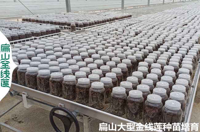 惠州金線(xiàn)蓮瓶裝苗