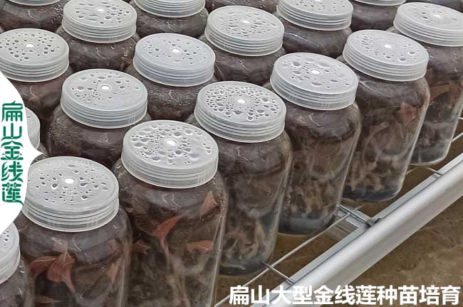 陜西瓶裝金線(xiàn)蓮苗