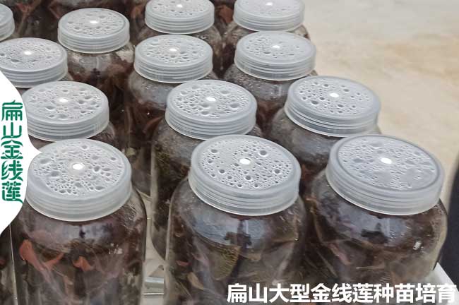 福建瓶裝金線(xiàn)蓮種植