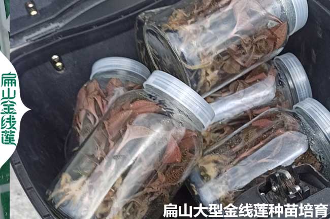 陽(yáng)江瓶裝金線(xiàn)蓮種苗