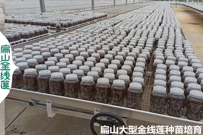 陽(yáng)江瓶裝金線(xiàn)蓮苗批發(fā)