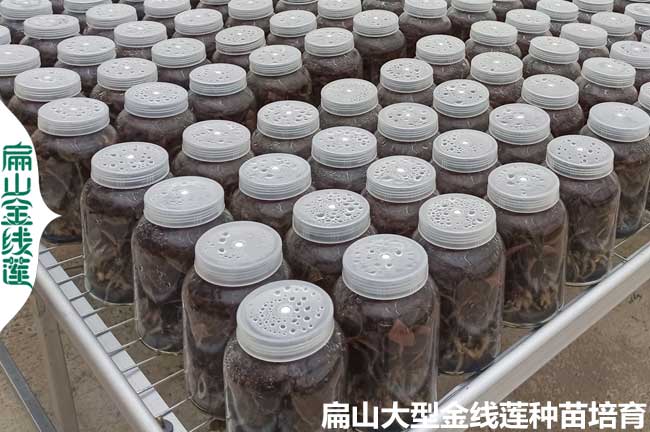 陽(yáng)江金線(xiàn)蓮種苗批發(fā)