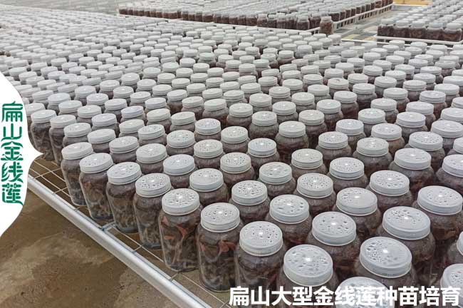 三明瓶裝金線(xiàn)蓮種苗
