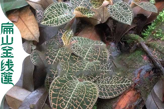 重慶是仿野生金線(xiàn)蓮
