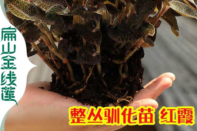 廈門(mén)馴化金線(xiàn)蓮苗