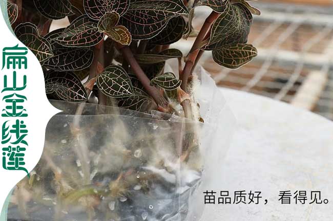廣東袋裝金線(xiàn)蓮苗批發(fā)