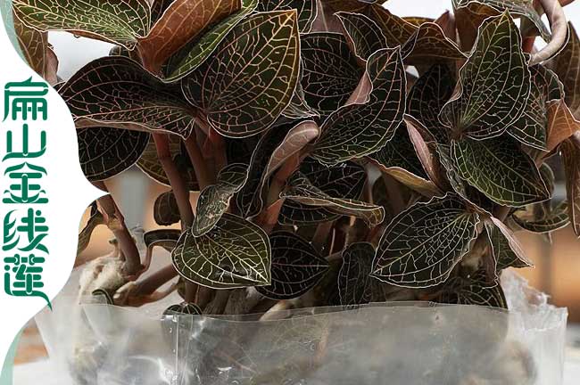 廣西金線(xiàn)蓮種植基地