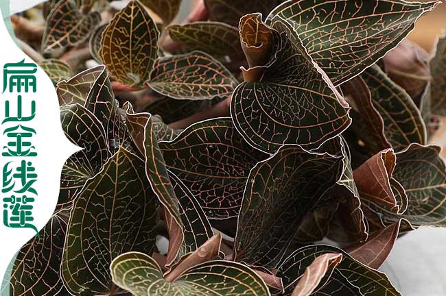 浙江紅霞金線(xiàn)蓮種植