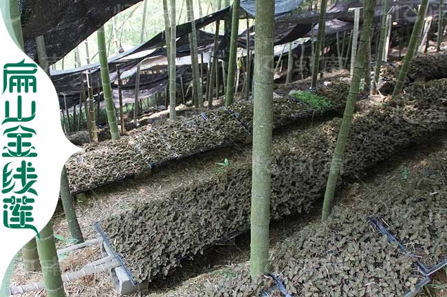 丹山林下金線(xiàn)蓮種植