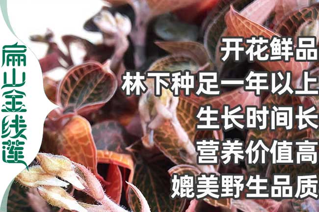 林下種植金線(xiàn)蓮