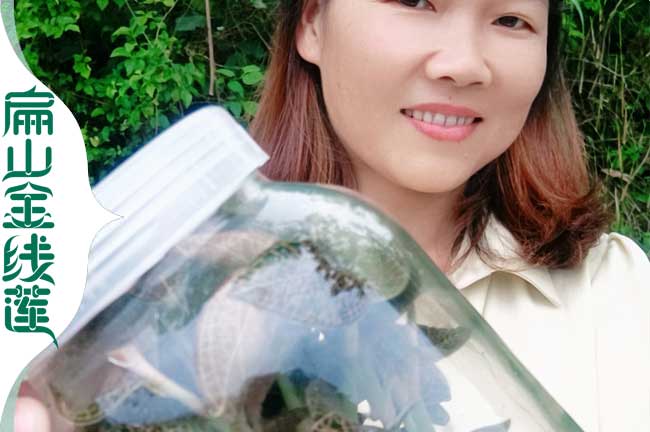福建金線(xiàn)蓮瓶裝苗