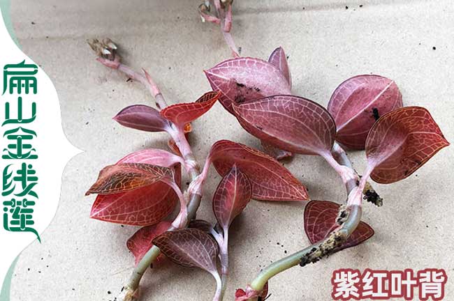寧波紫紅金線(xiàn)蓮種植