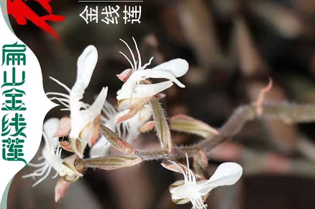 廣東金線(xiàn)蓮開(kāi)花
