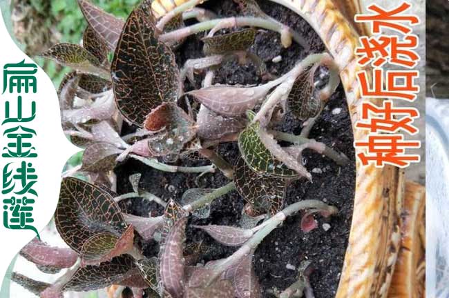 輕舟紅霞金線(xiàn)蓮種植