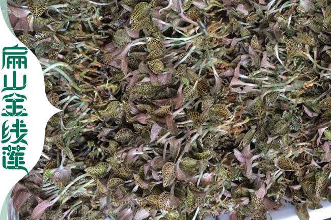 麗水新鮮金線(xiàn)蓮批發(fā)