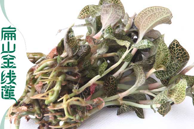 莆田金線(xiàn)蓮苗