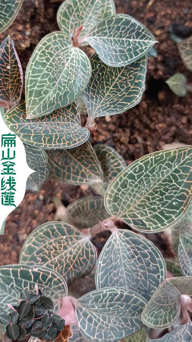S三明金線(xiàn)蓮苗批發(fā)價(jià)格多少錢(qián)一棵-福建三明金線(xiàn)蓮批發(fā)