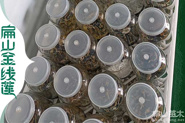 龍巖瓶裝金線(xiàn)蓮