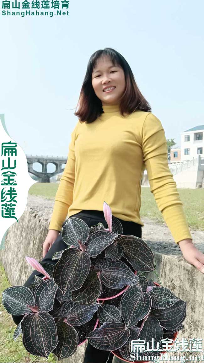 南靖金線(xiàn)蓮種植