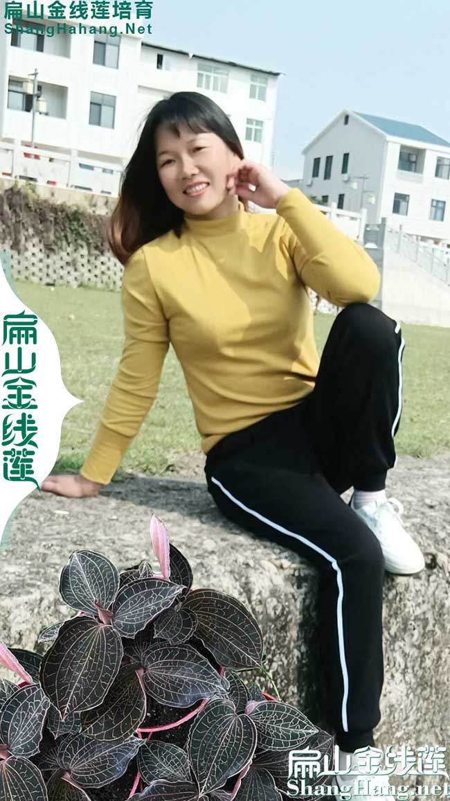 揭陽(yáng)金線(xiàn)蓮苗批發(fā)