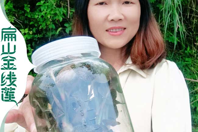 福建金線(xiàn)蓮瓶裝苗