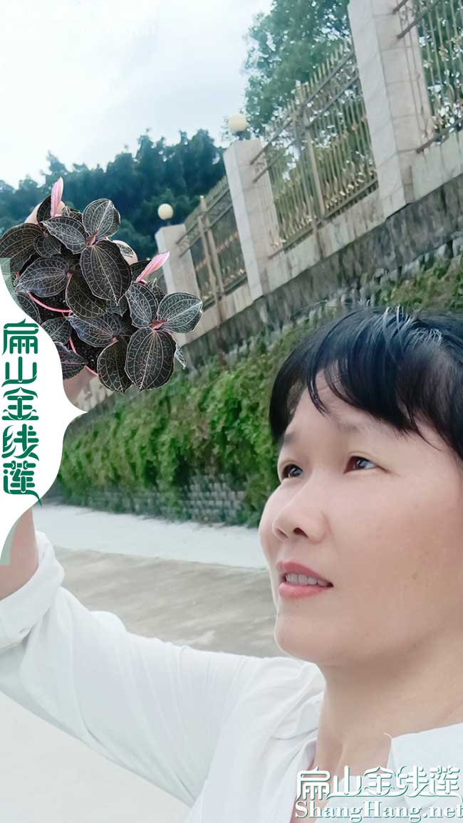 廣東金線(xiàn)蓮種植