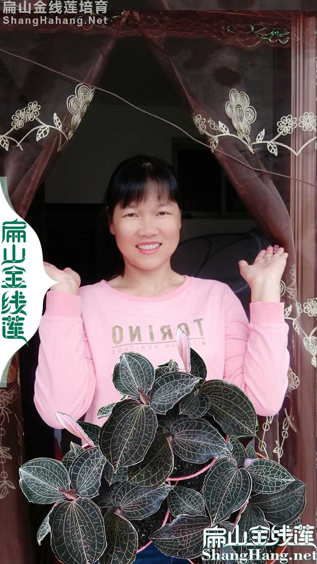 麗水金線(xiàn)蓮種植