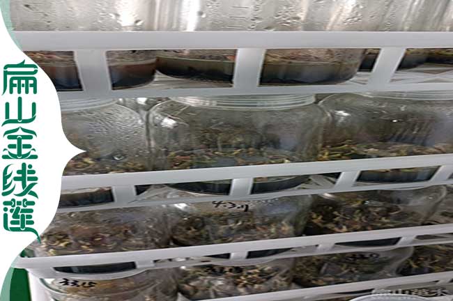 廣東金線(xiàn)蓮瓶裝苗