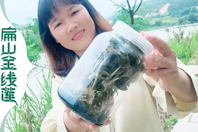 福建金線(xiàn)蓮批發(fā)