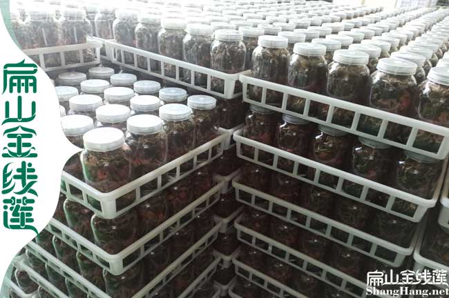瓶裝臺灣金線(xiàn)蓮種植基地 臺灣金線(xiàn)蓮種苗批發(fā)多少錢(qián)一棵1元/珠