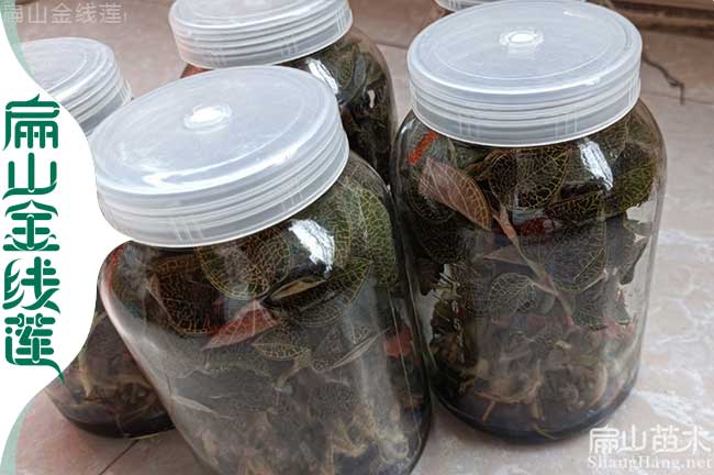 廣東金線(xiàn)蓮瓶裝苗批發(fā)