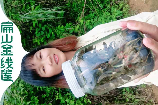 福建紅美人金線(xiàn)蓮