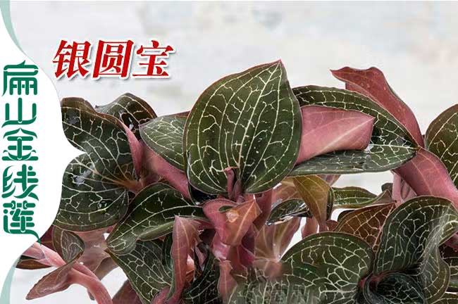 溧陽(yáng)紅霞金線(xiàn)蓮種苗