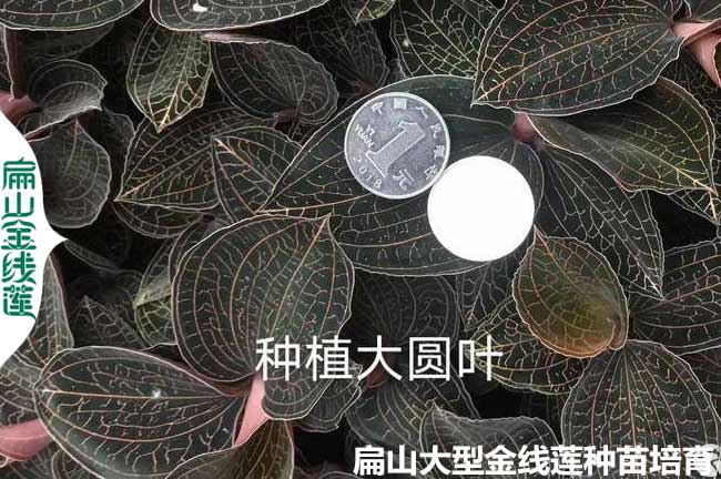 鳥(niǎo)人參的養殖護環(huán)境