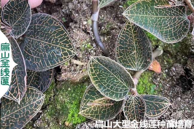 香港臺灣金線(xiàn)蓮種苗 廣東海南楊梅苗 澳門(mén)培育批發(fā)價(jià)9元/杯