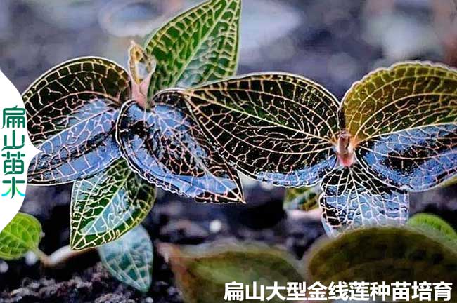 南靖尖葉金線(xiàn)蓮種植