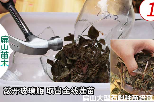 浙江金線(xiàn)蓮種植的方法