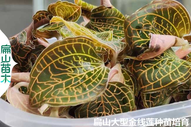 漳州紅美人金線(xiàn)蓮種苗