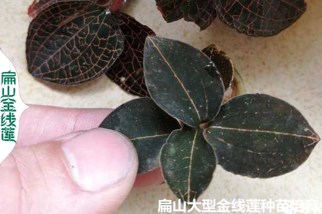 福建野生金線(xiàn)蓮種苗