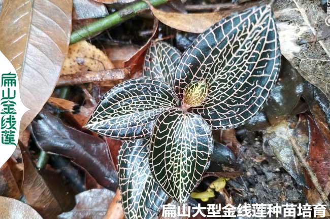 三明仿野生金線(xiàn)蓮