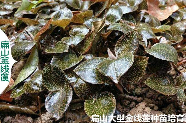 漳州金線(xiàn)蓮種苗批發(fā)