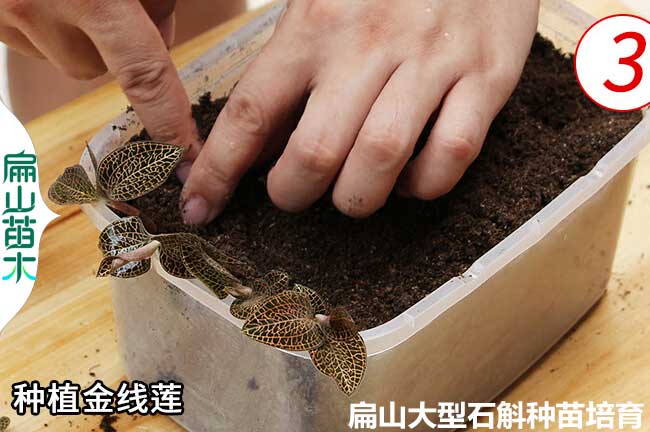 金線(xiàn)蓮種植的利潤